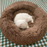 Comfy Calming Dog/Cat Bed - Paws and Joy