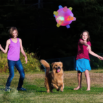 Jumping Activation Ball for Dogs and Cats - Paws and Joy